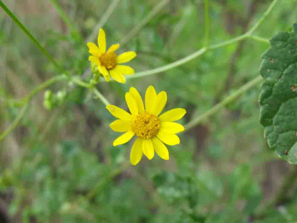 Asteracea ignota.- Senecio erraticus?